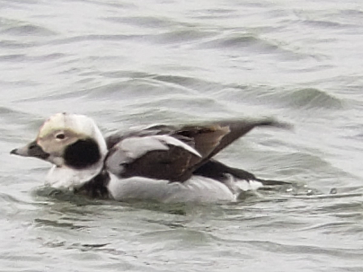 Long-tailed Duck - ML614315171