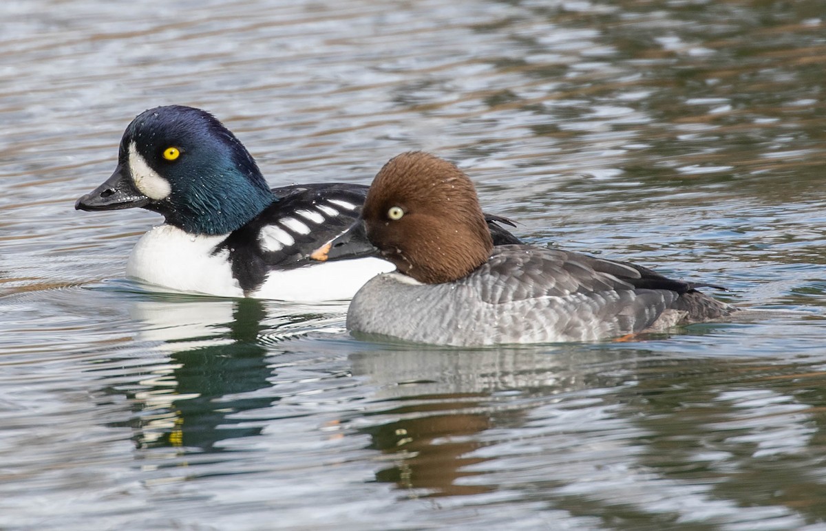 Barrow's Goldeneye - ML614315196