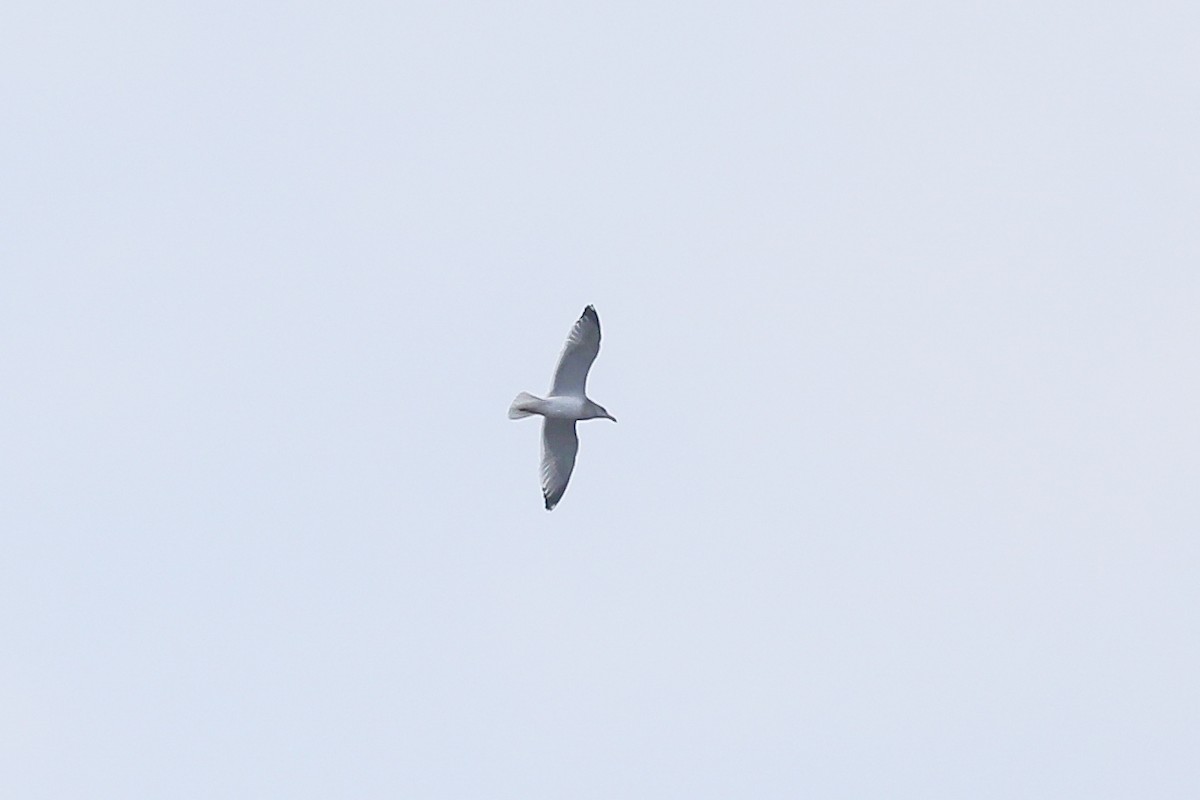 Herring Gull - ML614315198