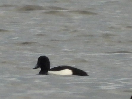 Tufted Duck - Cliff Dekdebrun