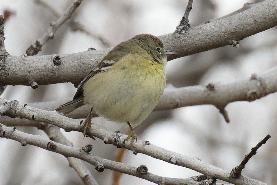 Pine Warbler - ML614315235