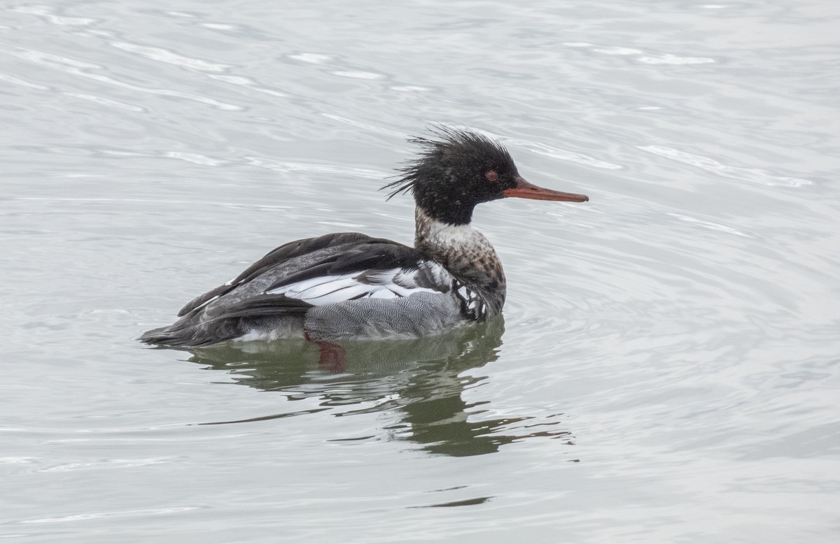 Red-breasted Merganser - Gordon Sheard