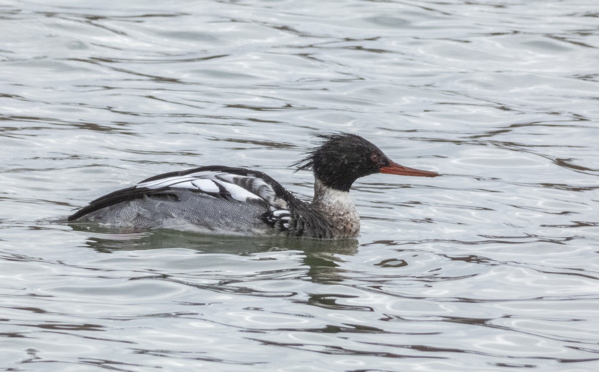 Red-breasted Merganser - ML614315238