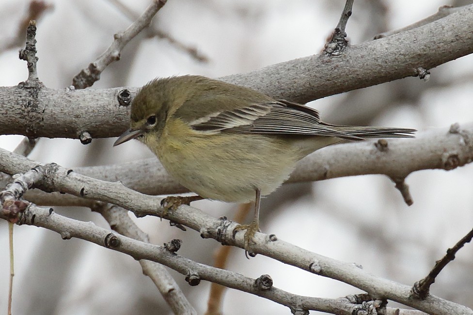 Pine Warbler - ML614315243