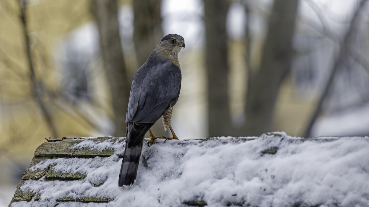 Cooper's Hawk - ML614315251