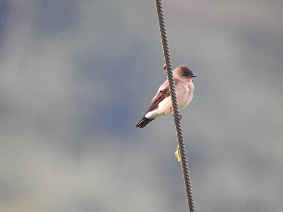 Southern Rough-winged Swallow - ML614315316