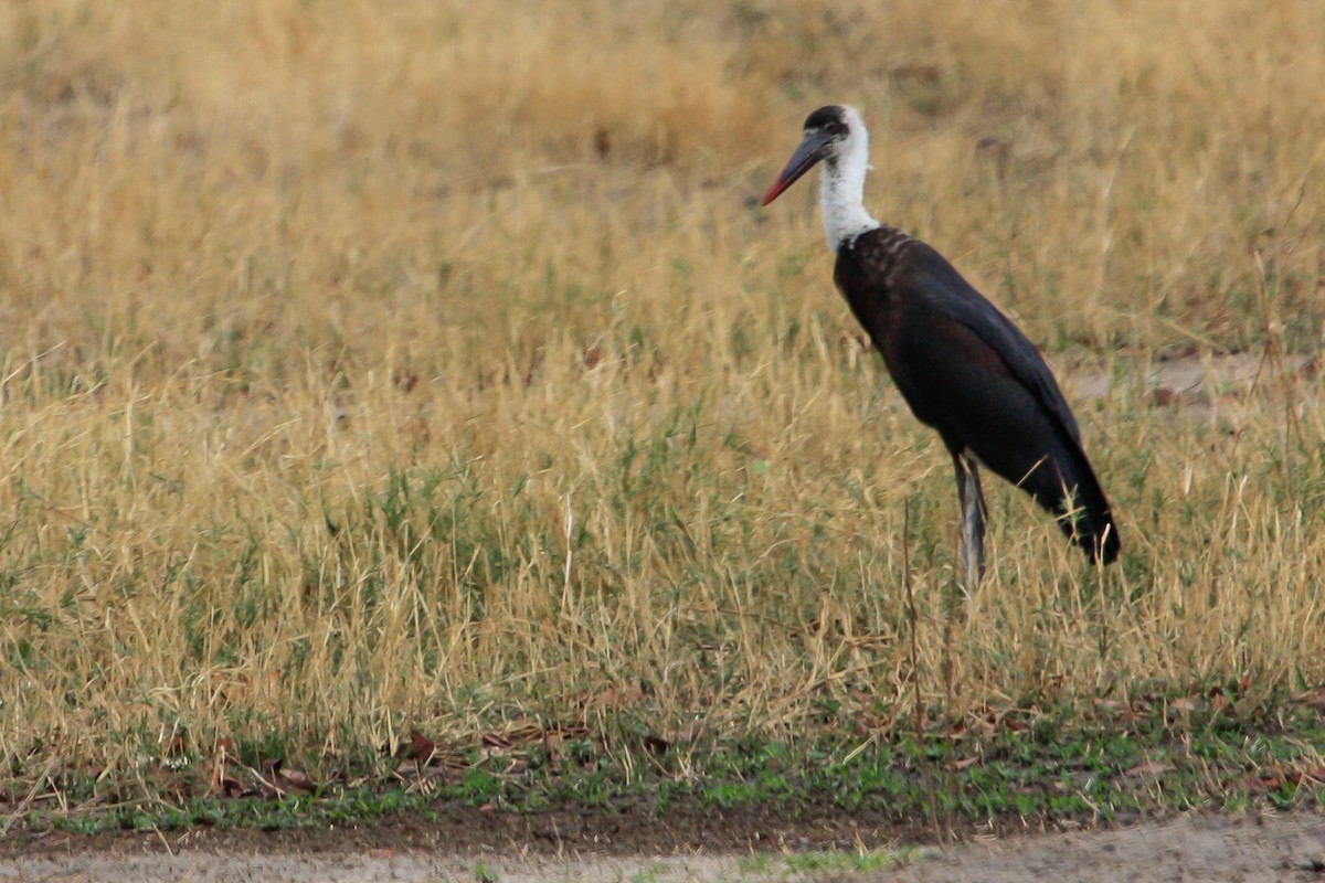 African Woolly-necked Stork - ML614315358