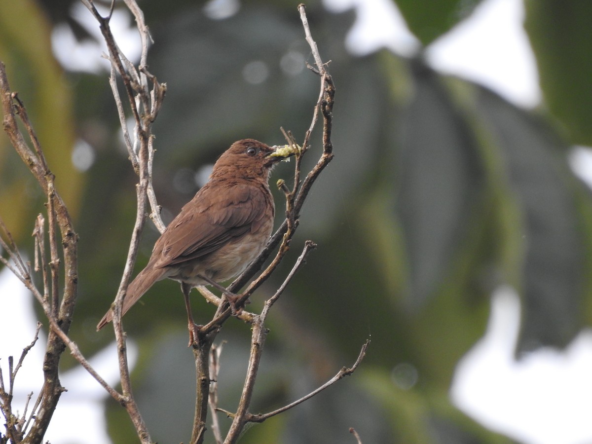 Black-billed Thrush - ML614315369