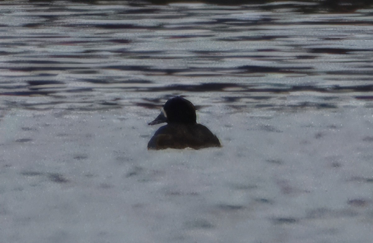 Greater Scaup - Kristin Mylecraine