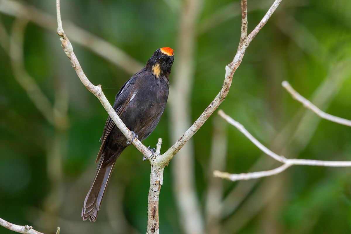 Flame-crested Tanager (Flame-crested) - Gabriel Bonfa