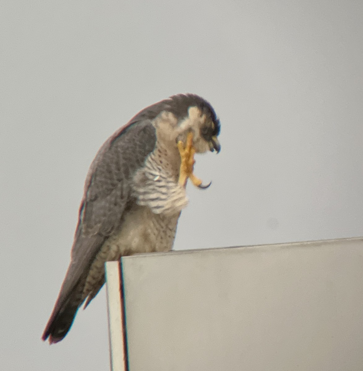 Peregrine Falcon - ML614315457