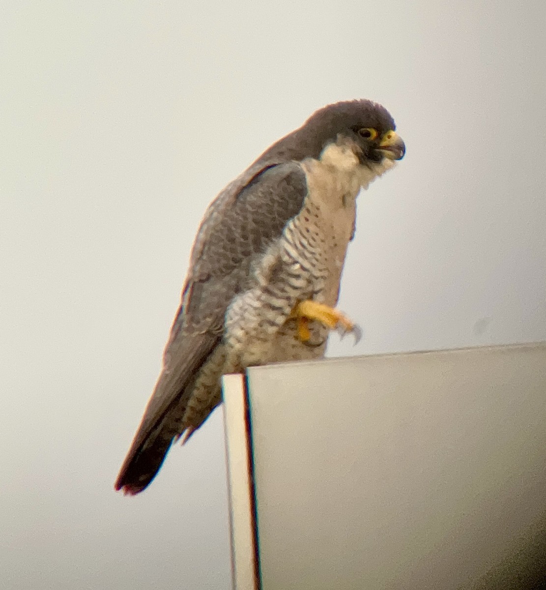 Peregrine Falcon - ML614315506