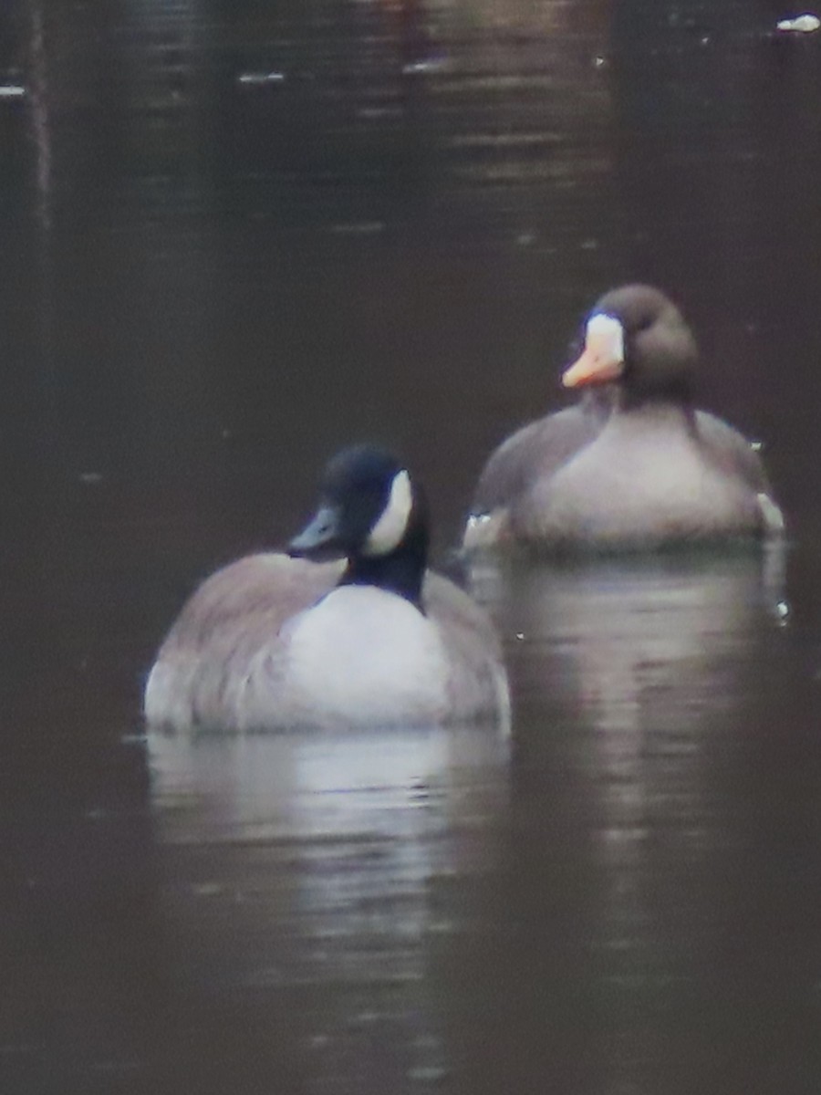 Greater White-fronted Goose - ML614315517