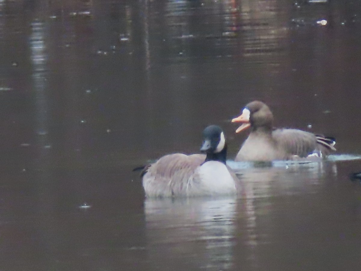 Greater White-fronted Goose - ML614315518