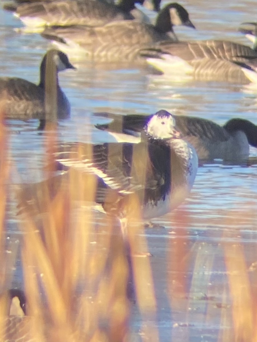 Antzara/Branta sp. - ML614315574