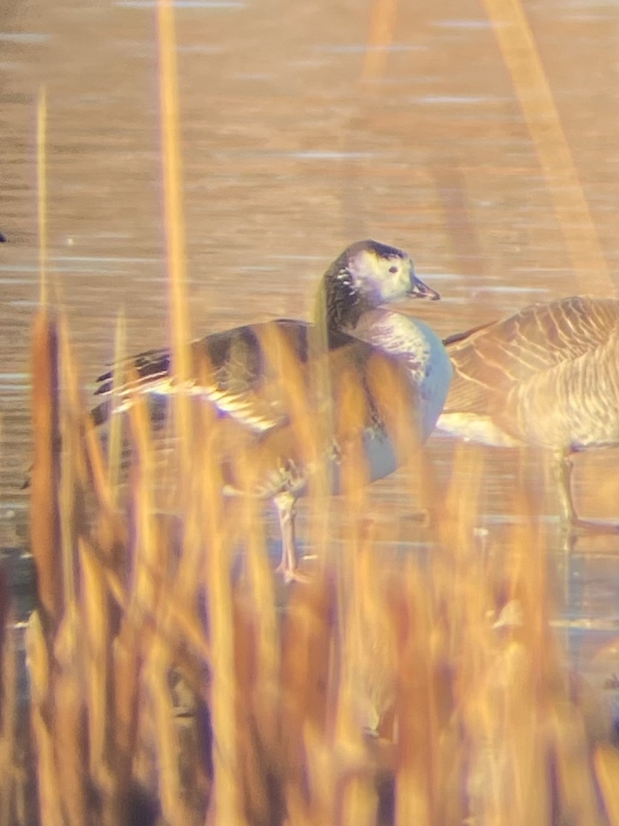 goose sp. - ML614315575