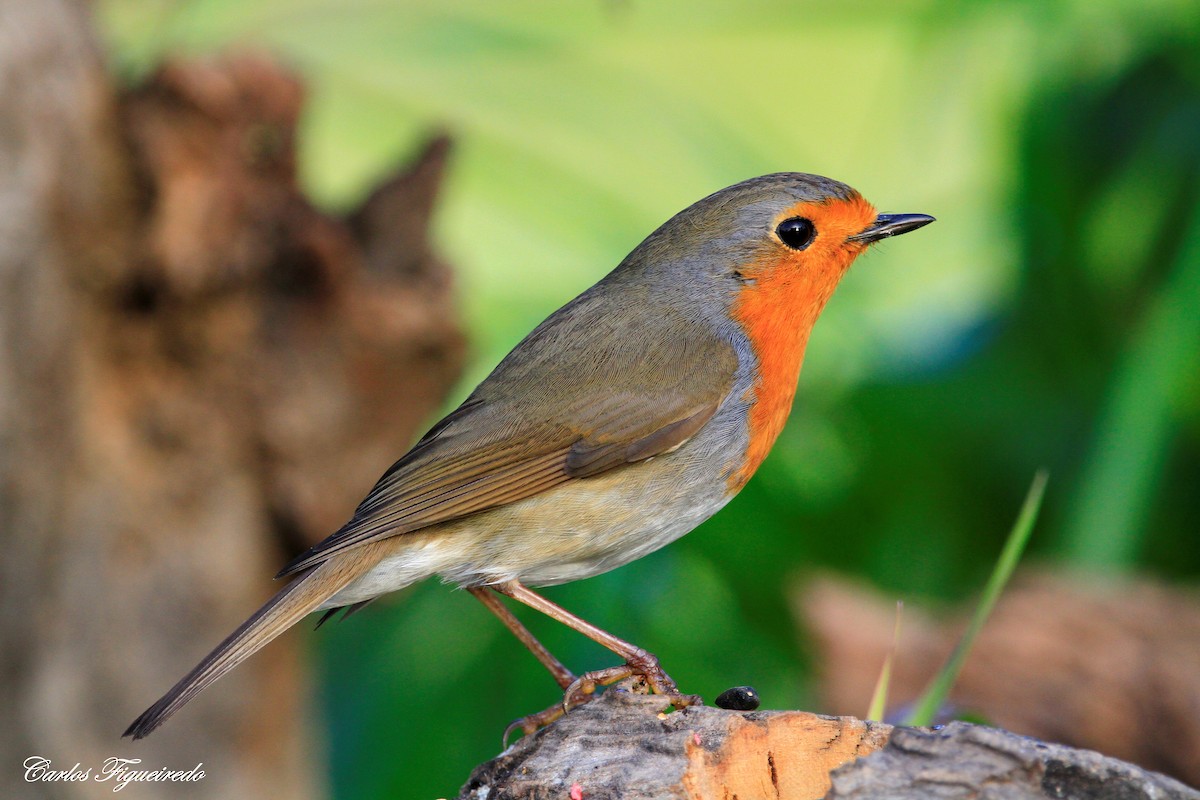 European Robin - Carlos Figueiredo