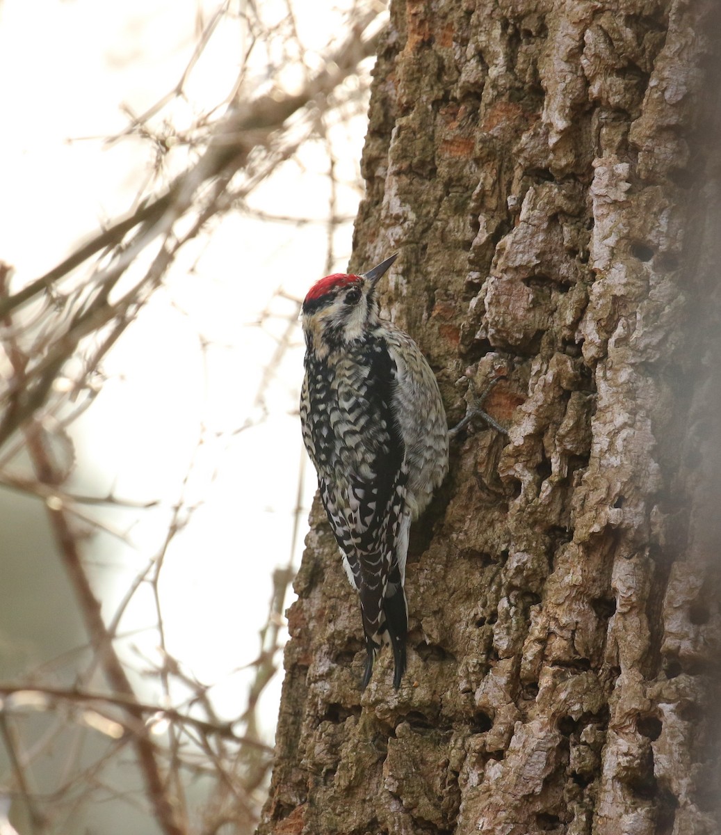 Yellow-bellied Sapsucker - ML614315691