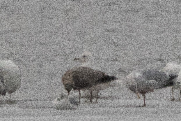 Iceland Gull - Aaron Sun