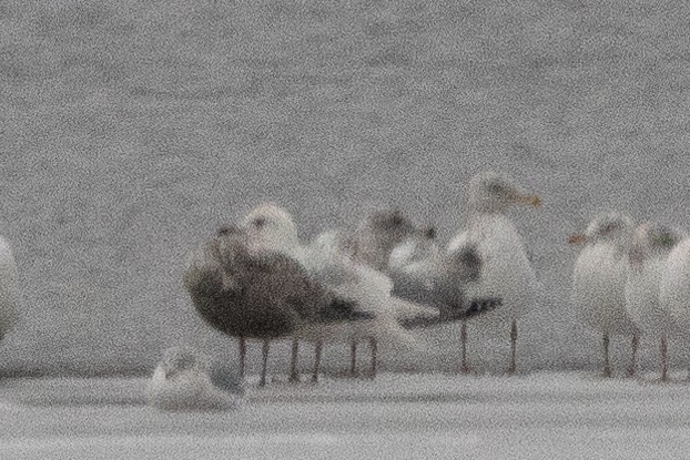 Iceland Gull - ML614315757