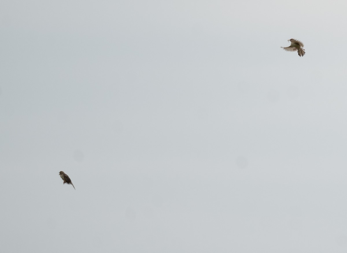 Ashy Cisticola - ML614315763