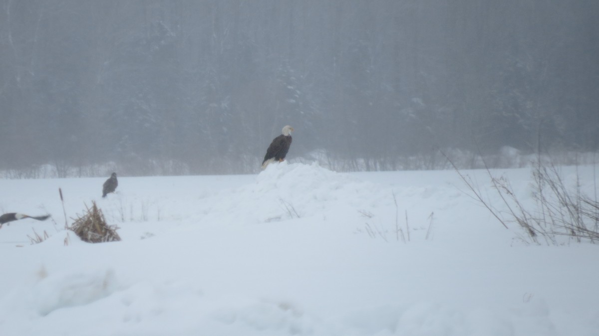 Weißkopf-Seeadler - ML614315905