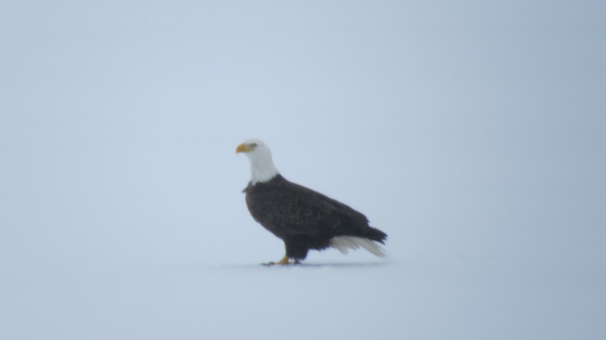 Bald Eagle - ML614315910