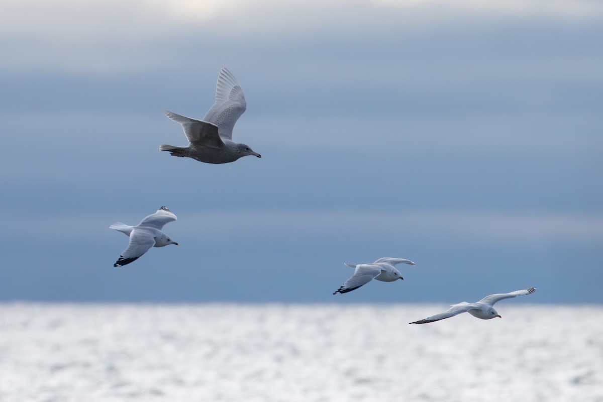 Glaucous Gull - Paul Jones