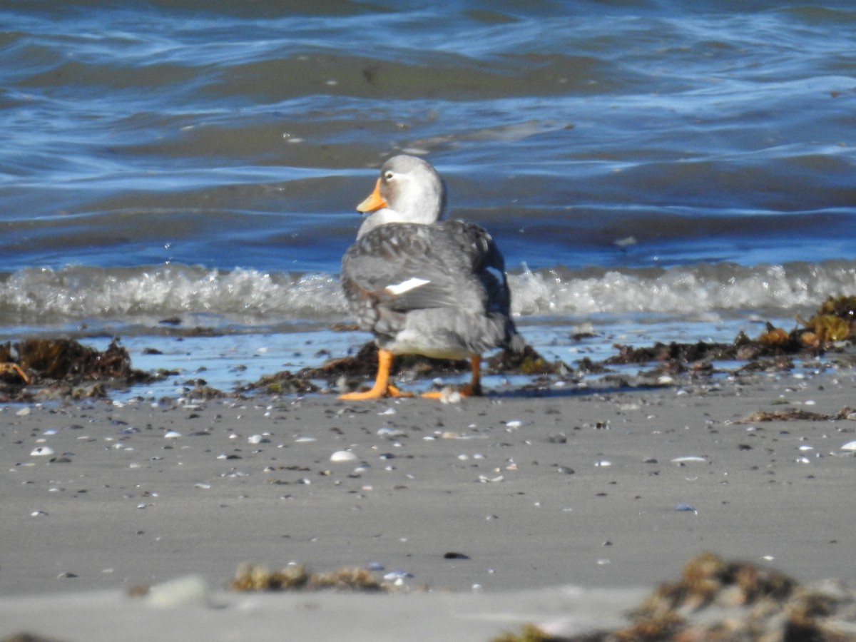 White-headed Steamer-Duck - Patricia Alfredo