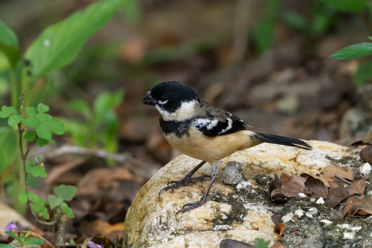 Morelet's Seedeater - Scott Page