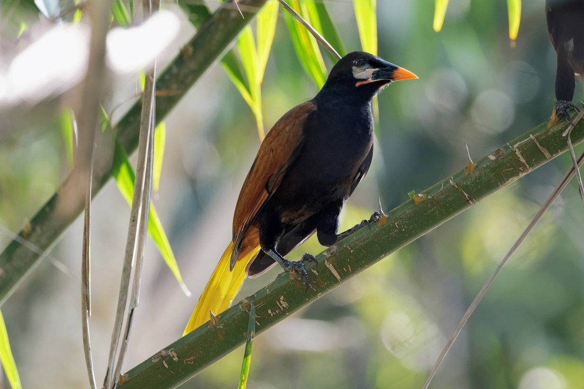 Montezuma Oropendola - Scott Page