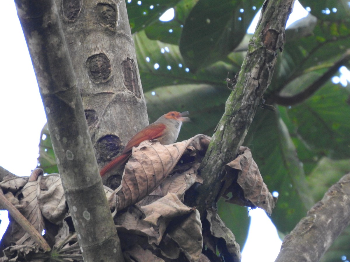 Pale-breasted Spinetail - ML614316040