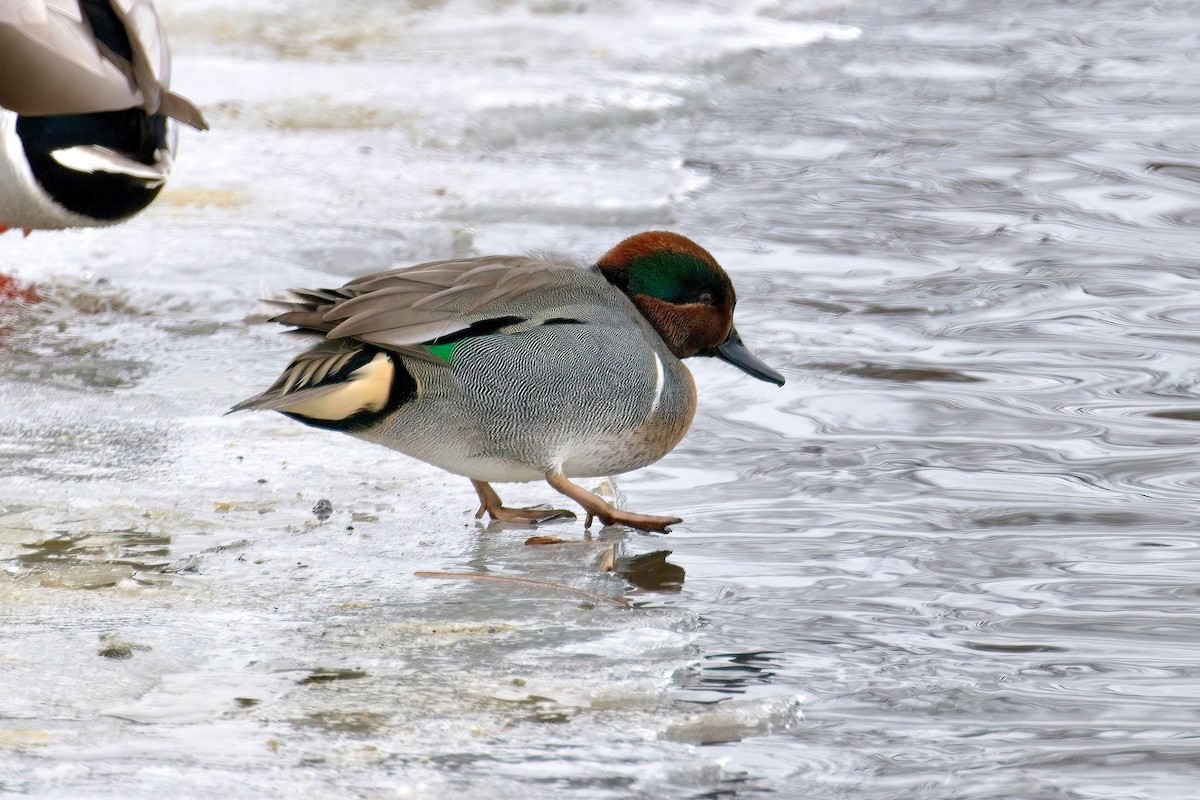 Green-winged Teal - ML614316057