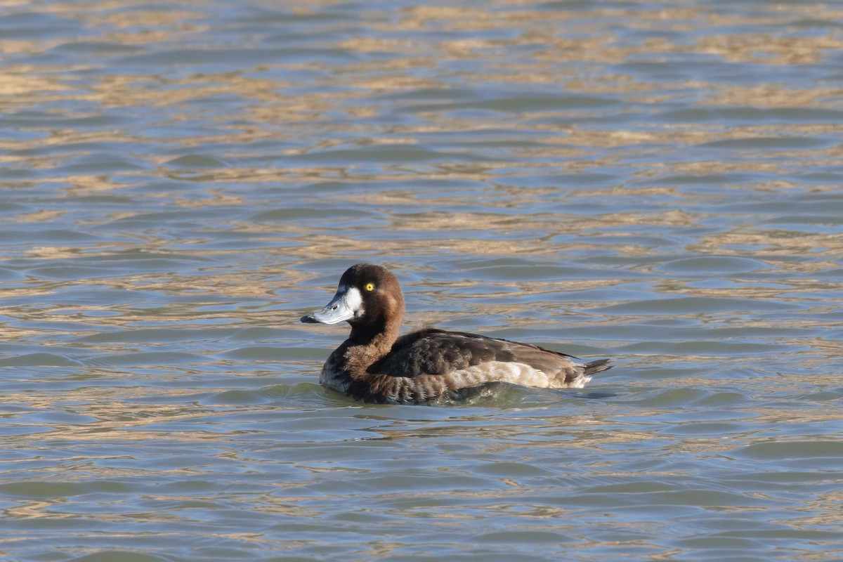 Greater Scaup - ML614316083
