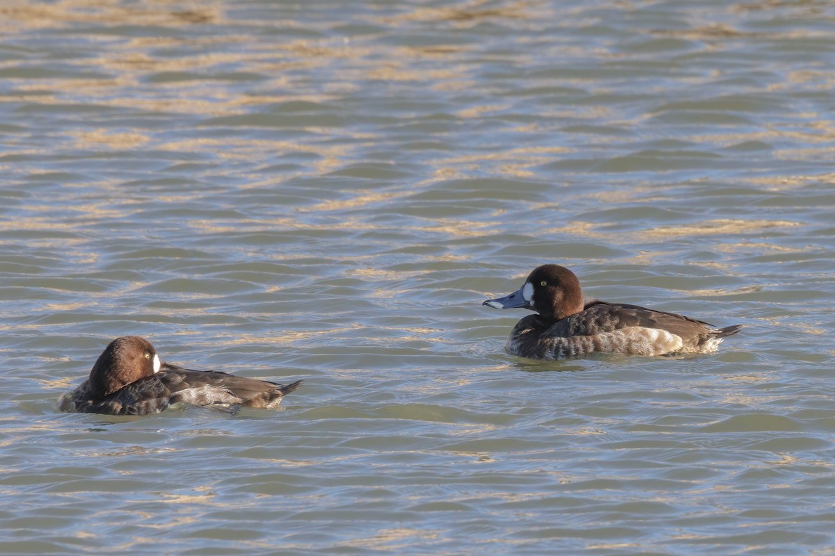 Greater Scaup - ML614316084