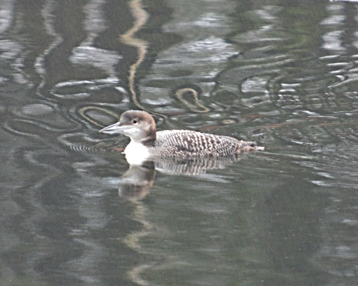 Common Loon - John Keeley