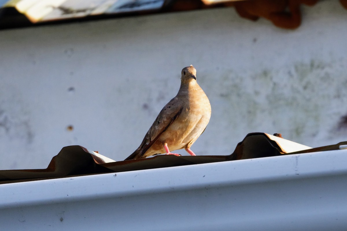 Plain-breasted Ground Dove - ML614316216