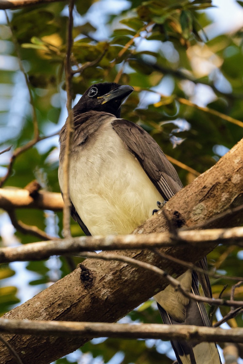 Brown Jay - ML614316238