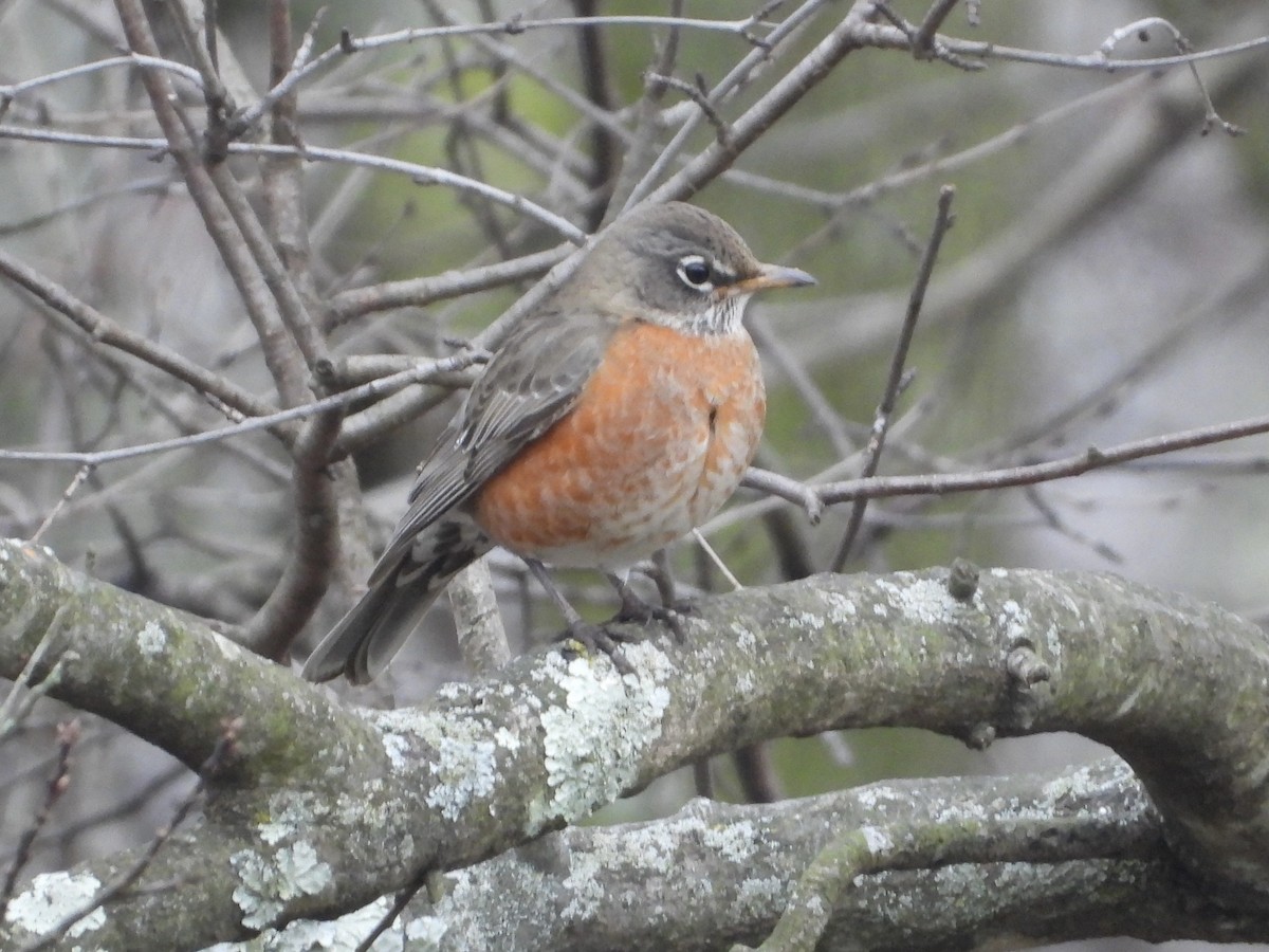 American Robin - ML614316497