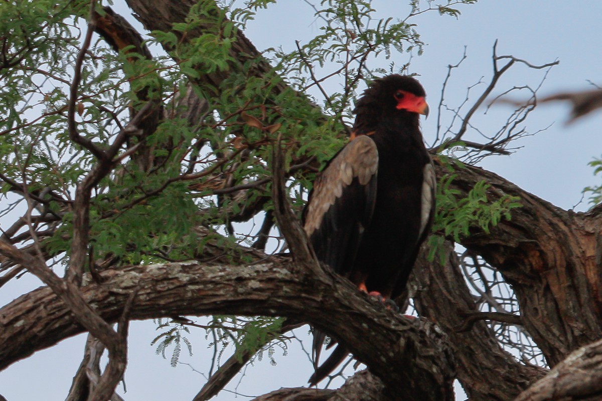 Bateleur des savanes - ML614316499