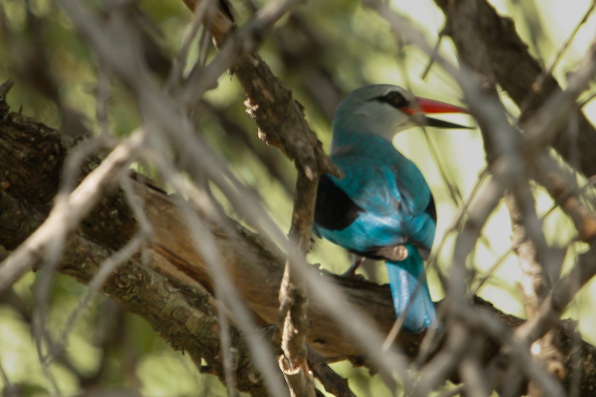 Woodland Kingfisher - ML614316514