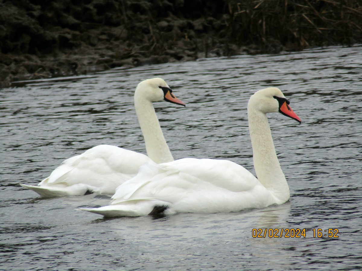 Mute Swan - ML614316728