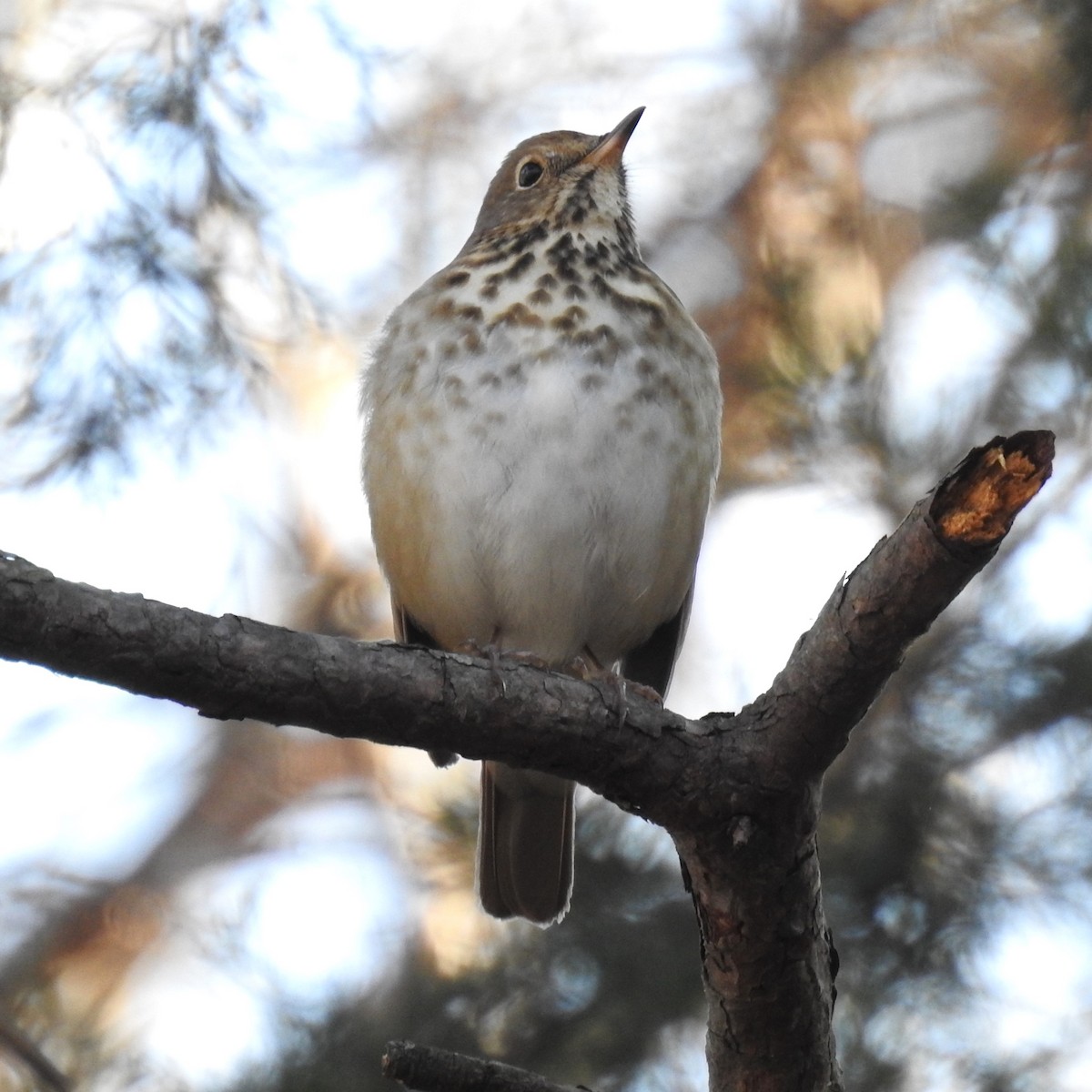 Hermit Thrush - ML614316736