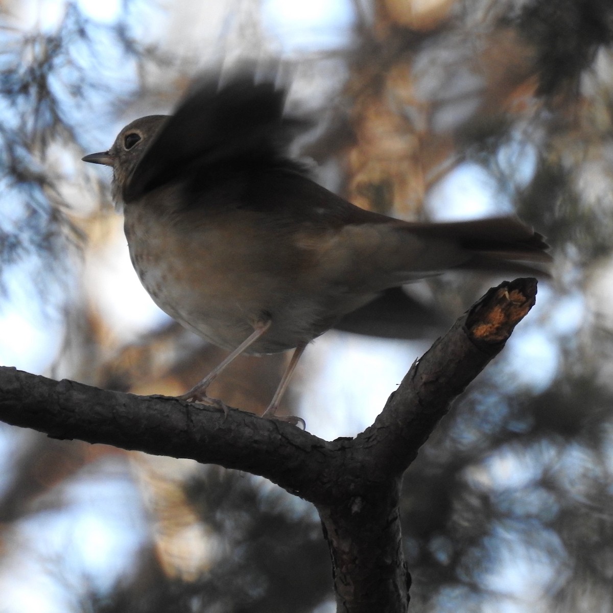 Hermit Thrush - ML614316765