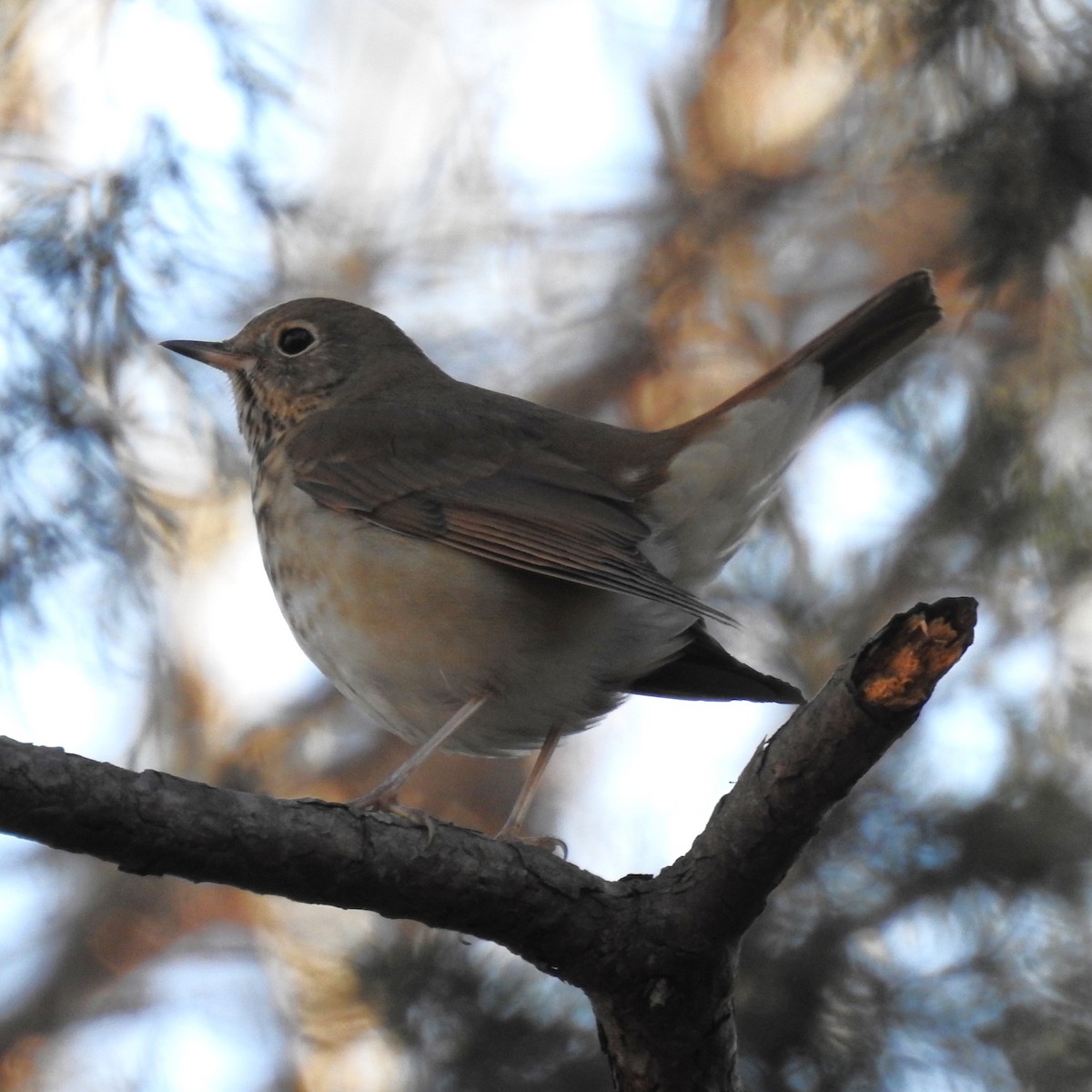 Hermit Thrush - ML614316766