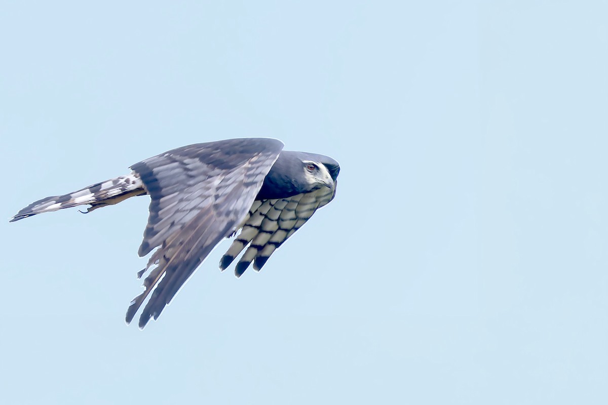 Long-winged Harrier - Bradley Hacker 🦜