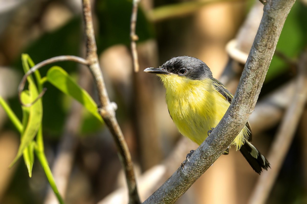 Common Tody-Flycatcher - ML614316782