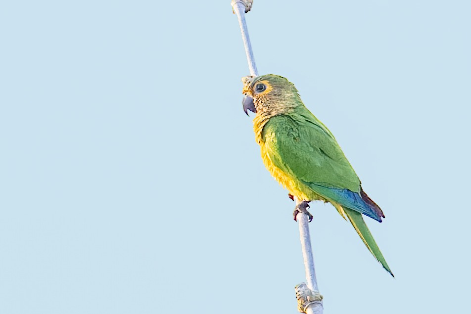 Brown-throated Parakeet - ML614316798