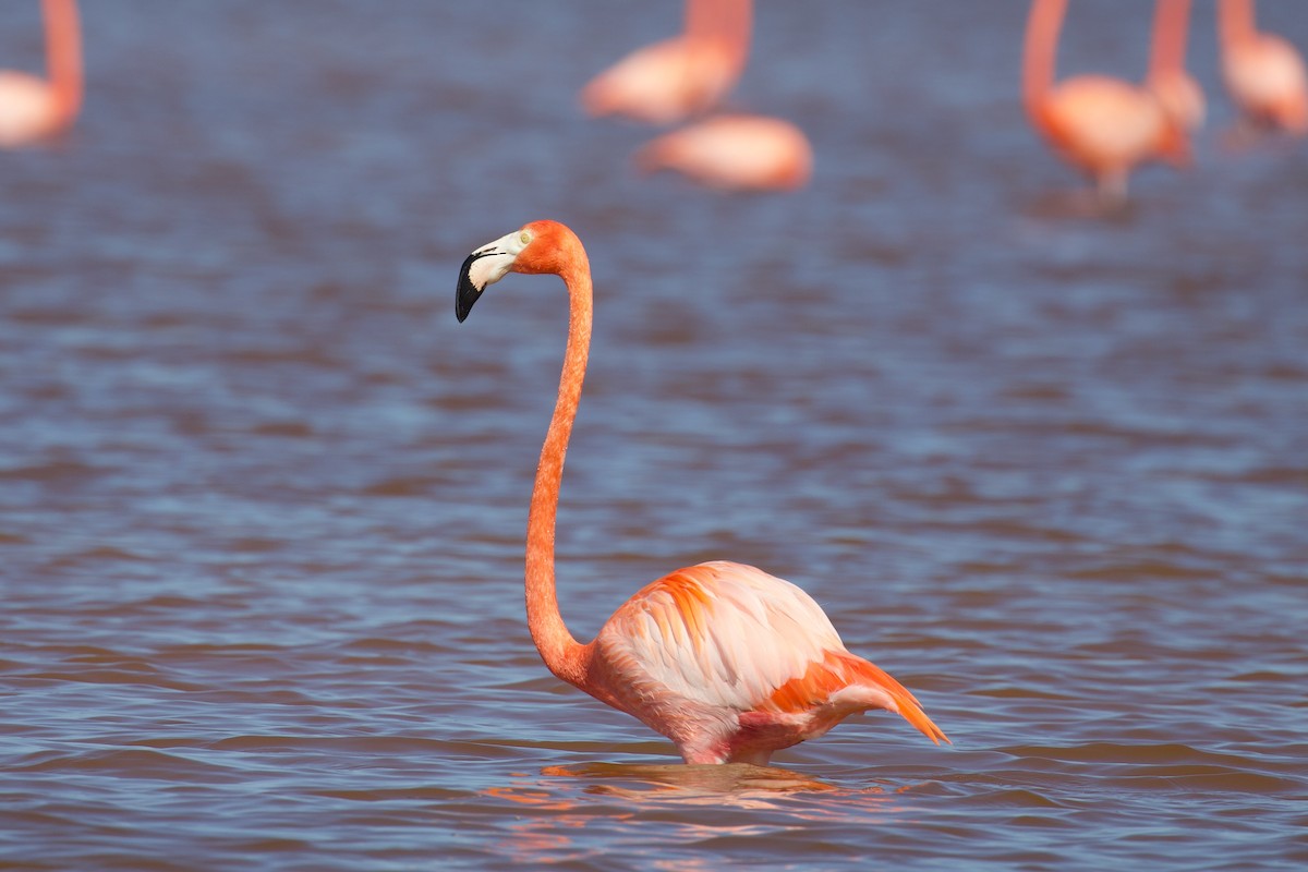 Amerika Flamingosu - ML614316805