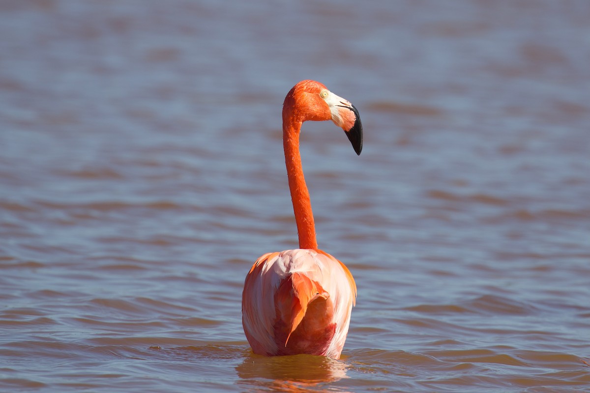 Flamant des Caraïbes - ML614316806